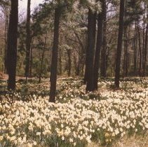 Daffodils Alongside Country Road- Pitt County, NC by Jerry Raynor